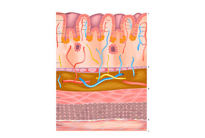 histology