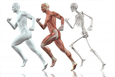 human-anatomy