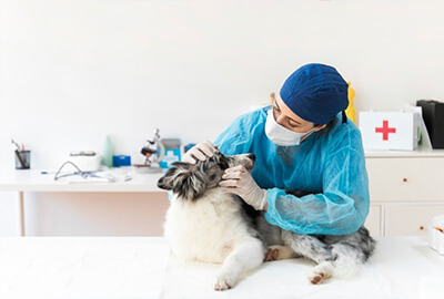 veterinary-medicine